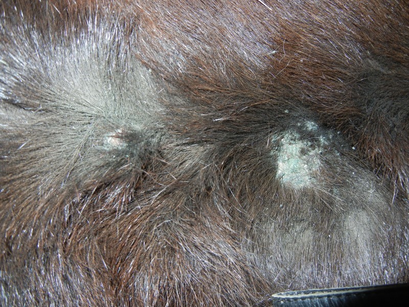 Экзопаразиты на коже у собаки отлично удаляются  бутоксом
